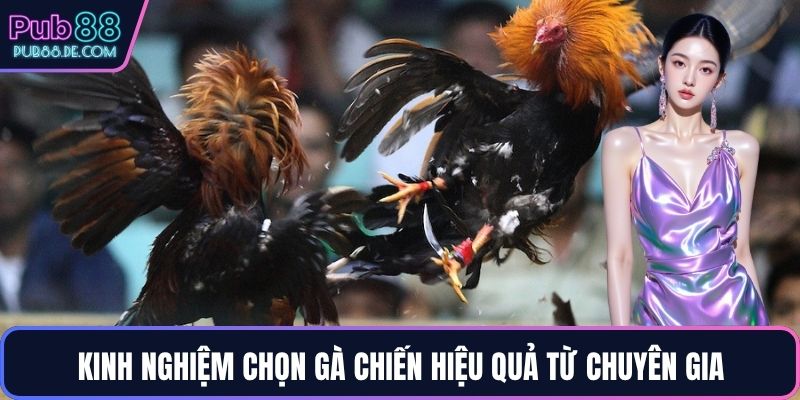 Kinh nghiệm chọn gà chiến hiệu quả từ chuyên gia