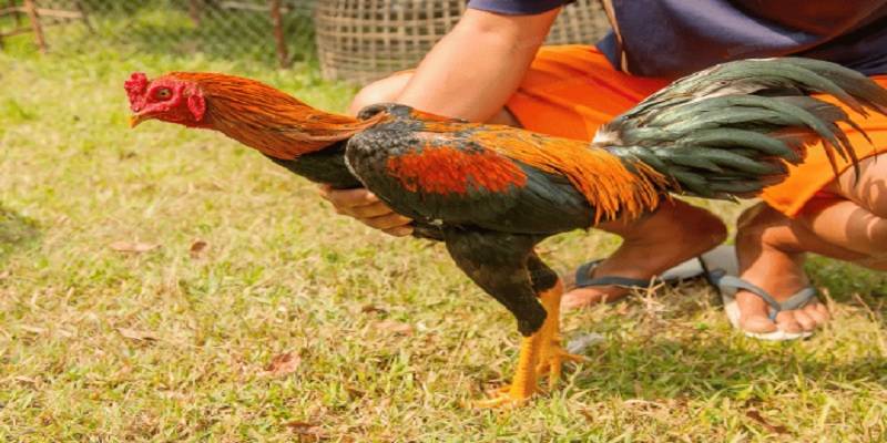 Gà Mạng Thủy Màu Gì: Các loại màu sắc phổ biến ở gà mạng thủy